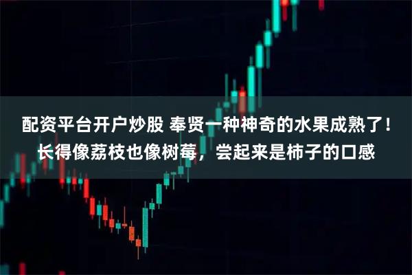 配资平台开户炒股 奉贤一种神奇的水果成熟了！长得像荔枝也像树莓，尝起来是柿子的口感